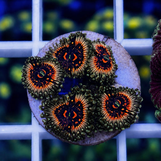 LCH Spectral Shockwaves Zoas (5 polyps)