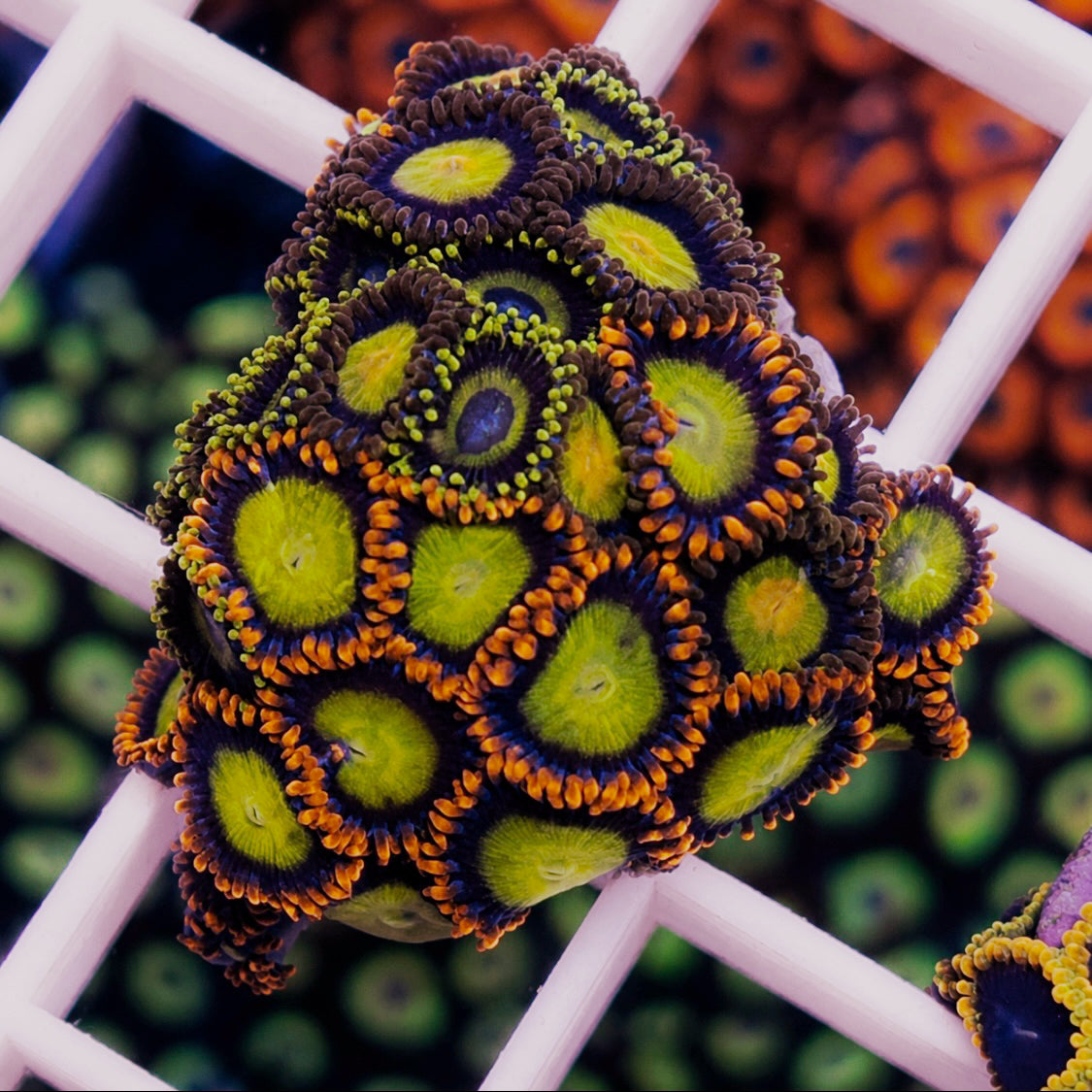 Zoa Mix -r2