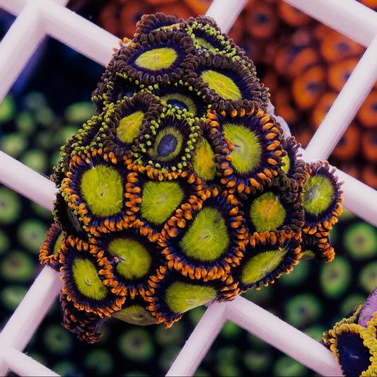 Zoa Mix -r2