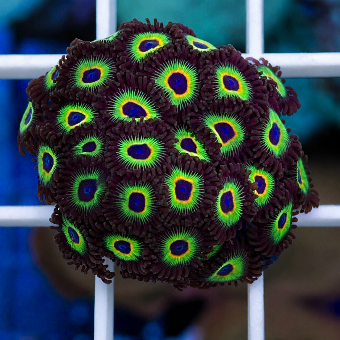 Bob Marley Zoas Fat Plug!