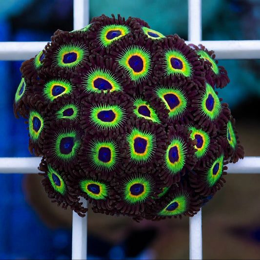 Bob Marley Zoas Fat Plug!