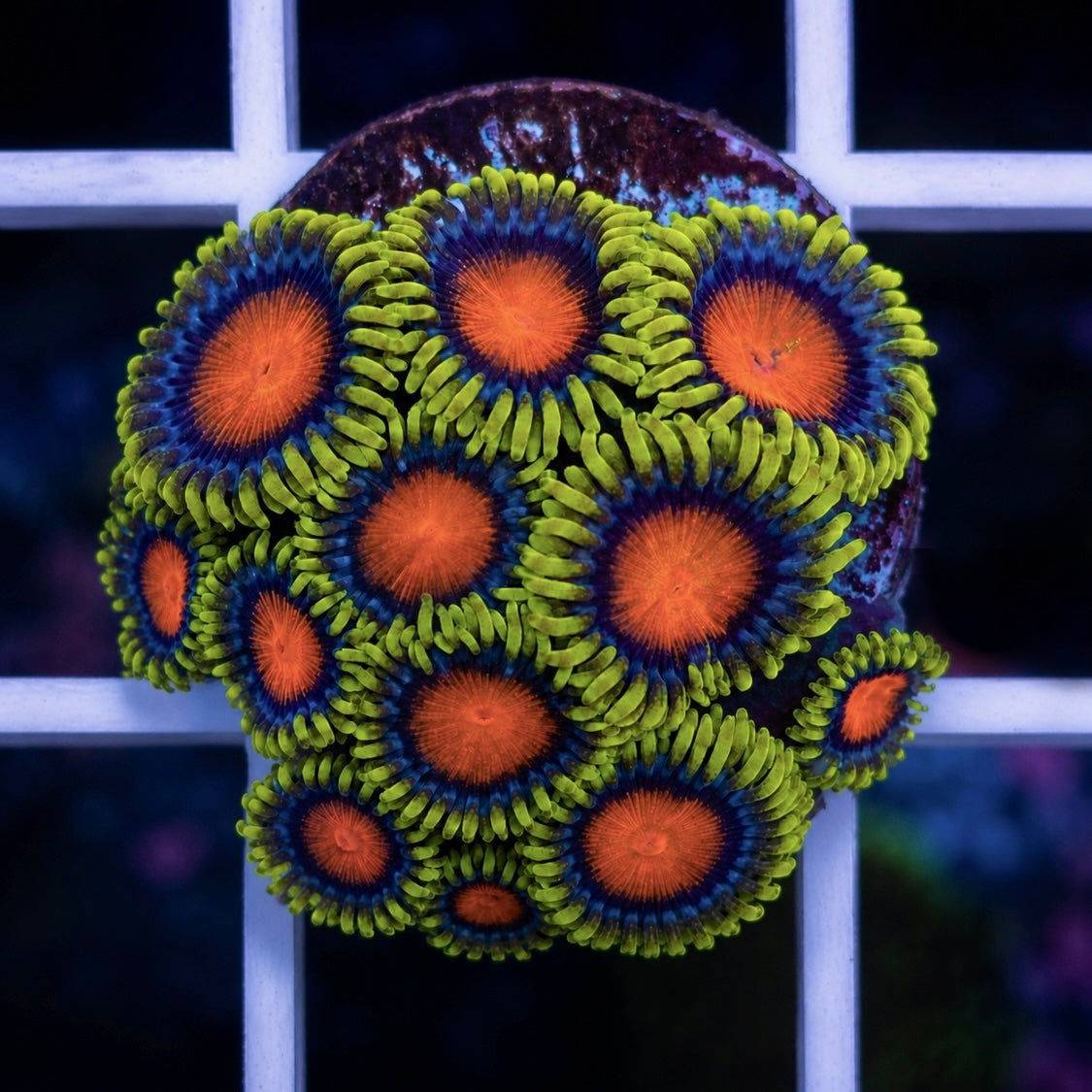 Dragon Eyes (12 polyps)