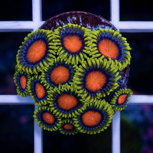 Dragon Eye Zoas (12 polyps)