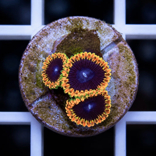 TSA Warp Drive Zoas (3 polyps)