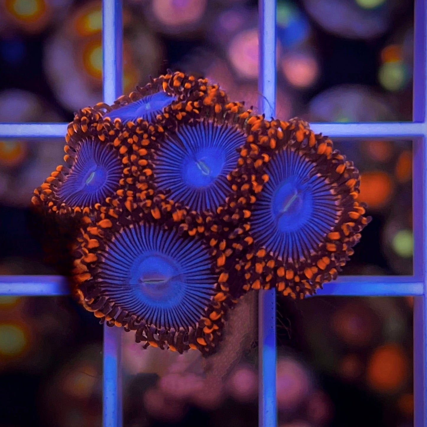 Amazing Superman Zoas (5 polyps)