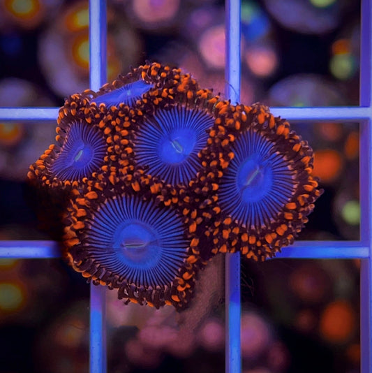 Amazing Superman Zoas (5 polyps)