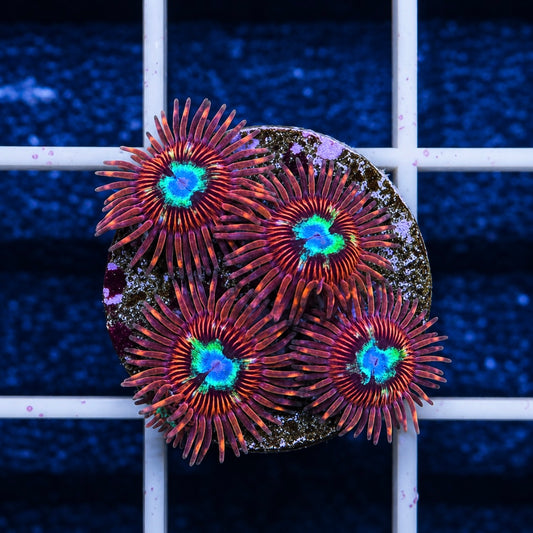 LCH Chrysanthemums Zoas (4 polyps)