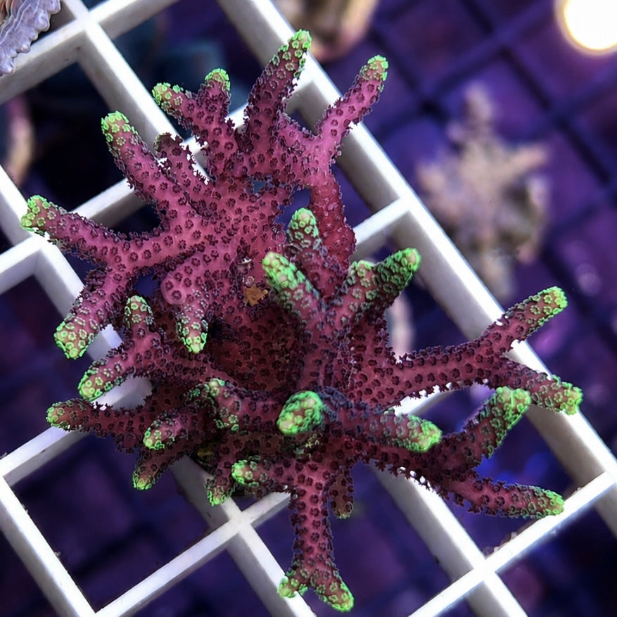 Pink with Green Tip Bird Mini Colony! - r