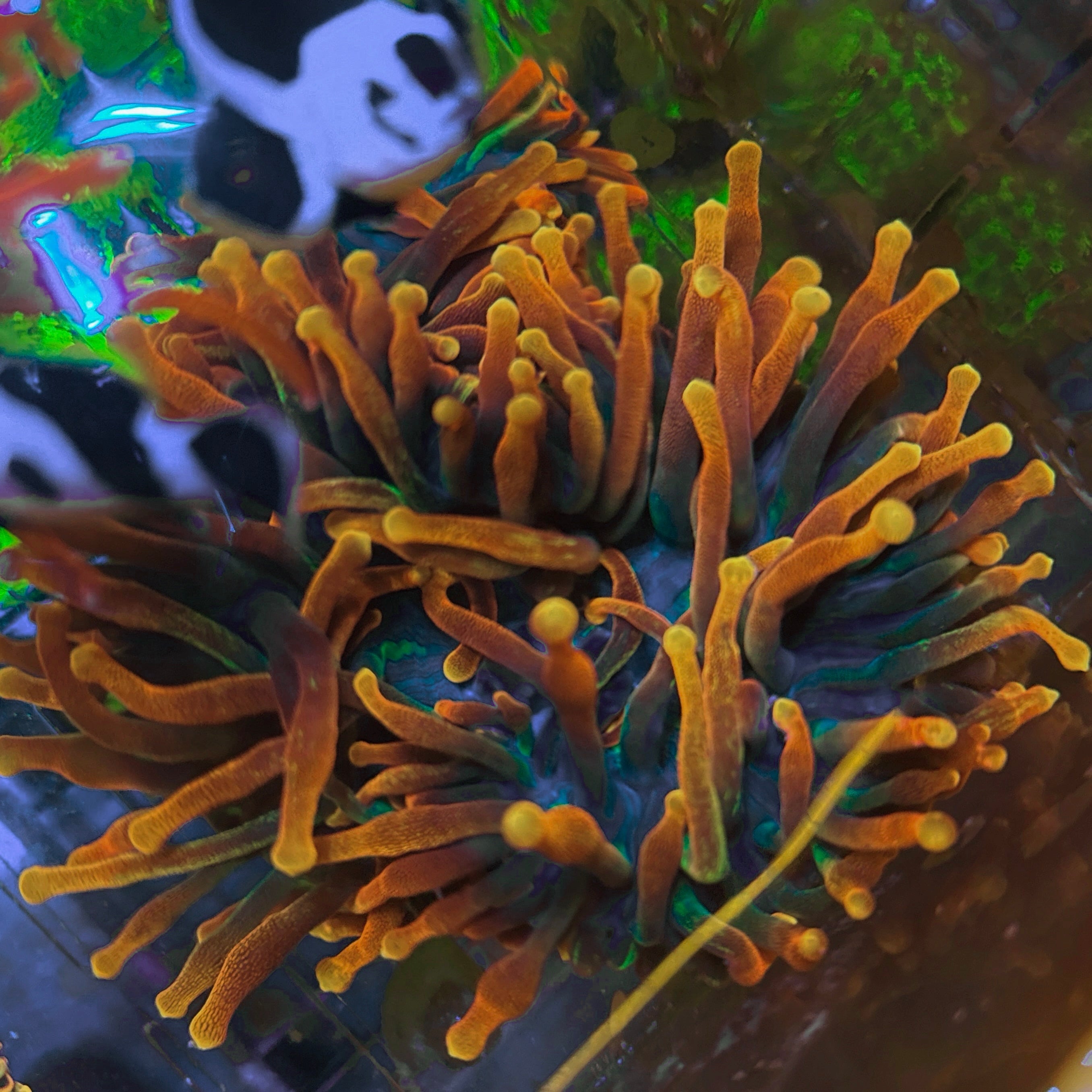 *anemone* Reef Chasers | Buy Corals Online | Rainbow Bubble Tip
