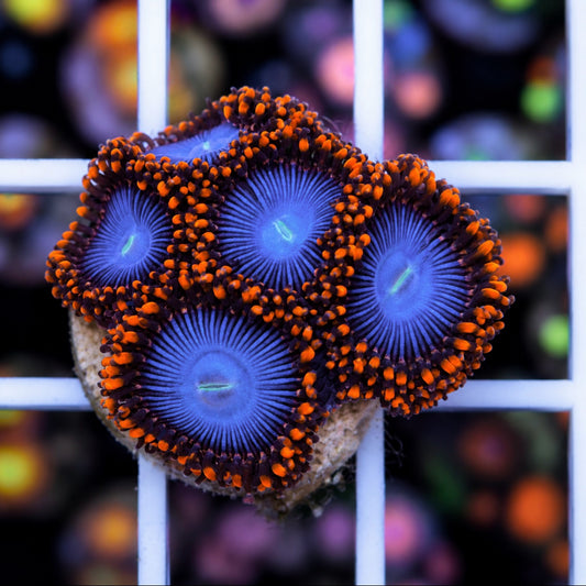Amazing Superman Zoas (5 polyps)