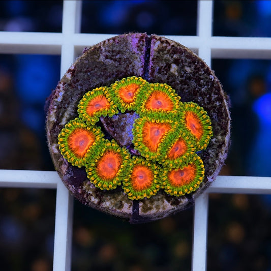 RMF Awesome Blossom Zoas (10 polyps)