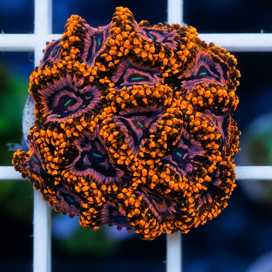 Utter Chaos Zoas - Full Plug!