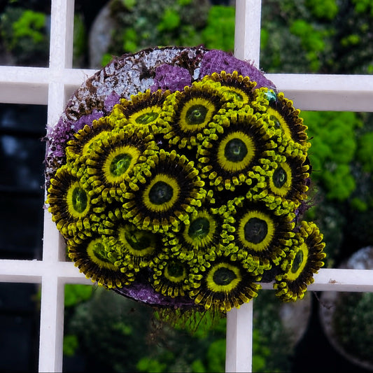 LA Lakers Zoas (17 polyps!)