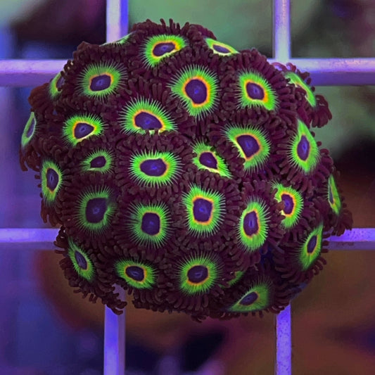 Bob Marley Zoas Fat Plug!