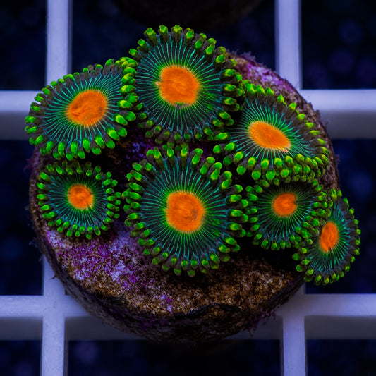 Green Bay Packers Zoas (7 polyps)