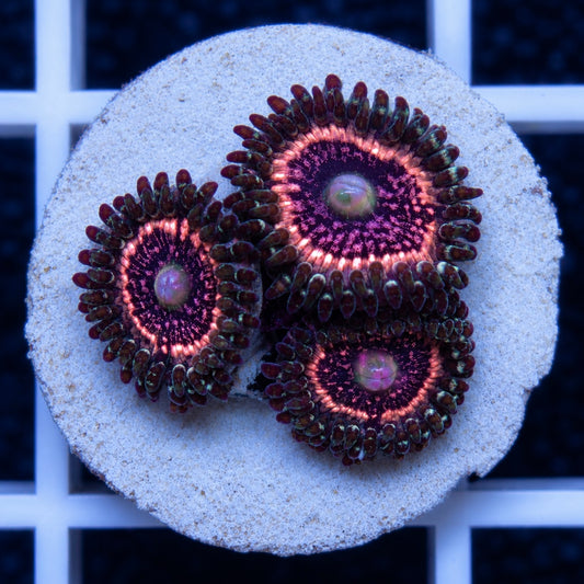 Pink Zippers Zoas (3 polyps)
