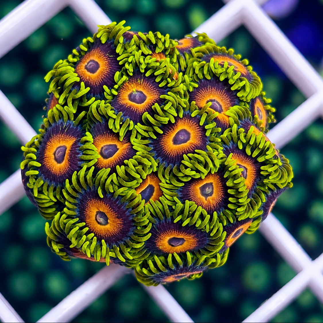 Lazy Lashes - mini colony -r1