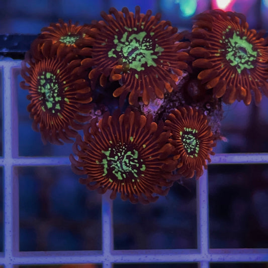 OG Magicians (6 fat polyps)