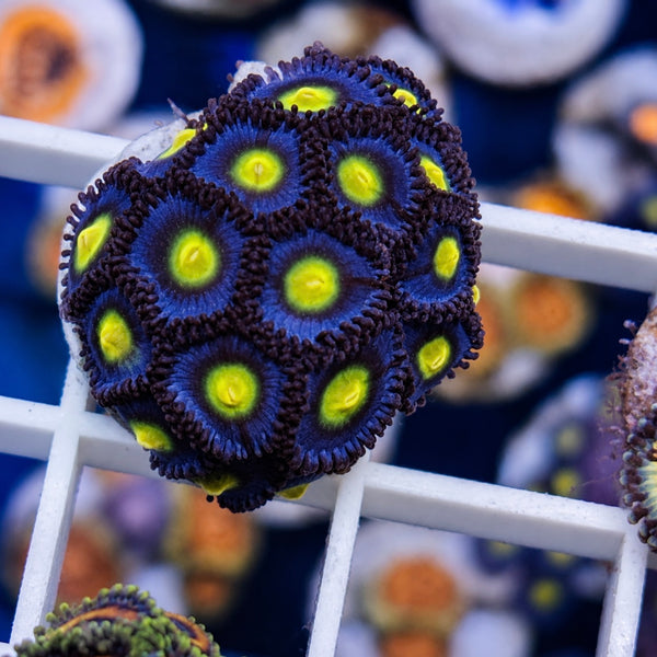 WWC AOI Zoas - Full Plug!