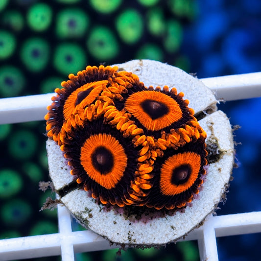 Orange Oxides  Zoas (4 polyps)