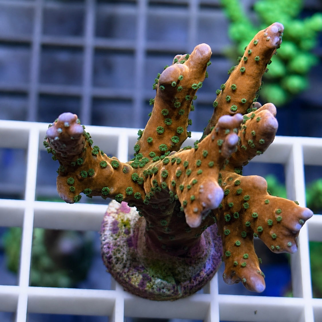 RRC Tropicana Anacropora mini colony! -r1