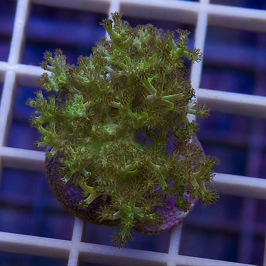 LCH green Kenya Tree (great beginner coral)