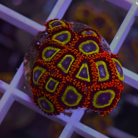 Fruit Loops Zoas -e