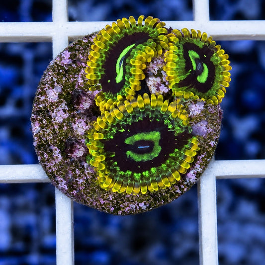 Rainbow Yoda Zoas (3 Polyps)