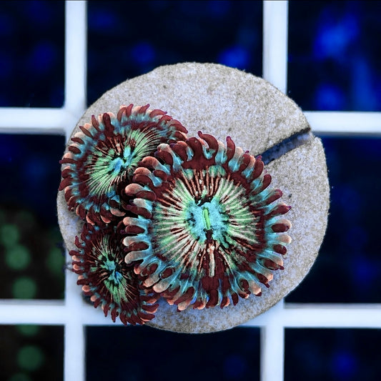 White Zombies Zoas (3 polyps)