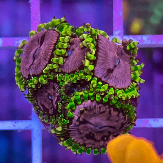 WWC Purple Monster (5 polyps)