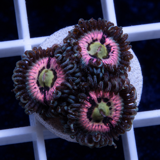 CC Pink Constellations Zoas (3 polyp)