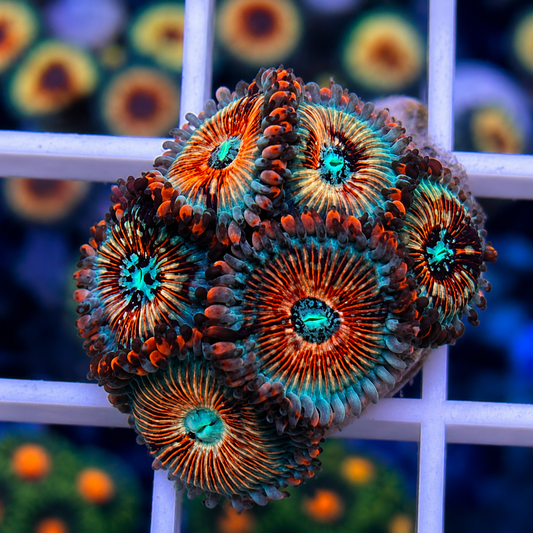 White Zombies Zoas (6 polyps)