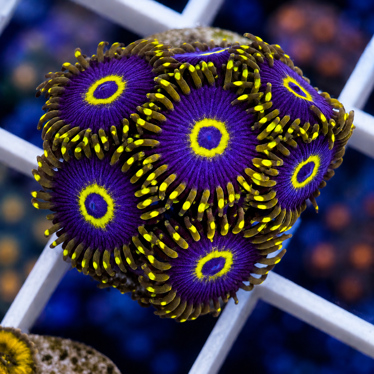 Purple Hornets - (7 polyps)
