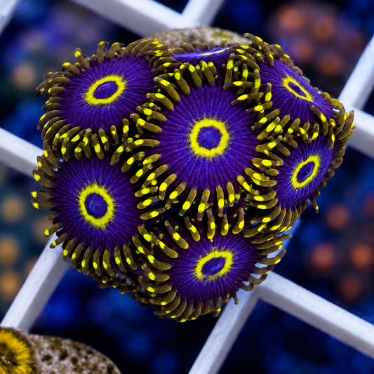 Purple Hornets Zoas (7 polyps)
