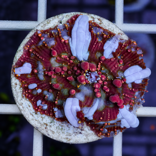 Dragon Lady Bounce Mushroom