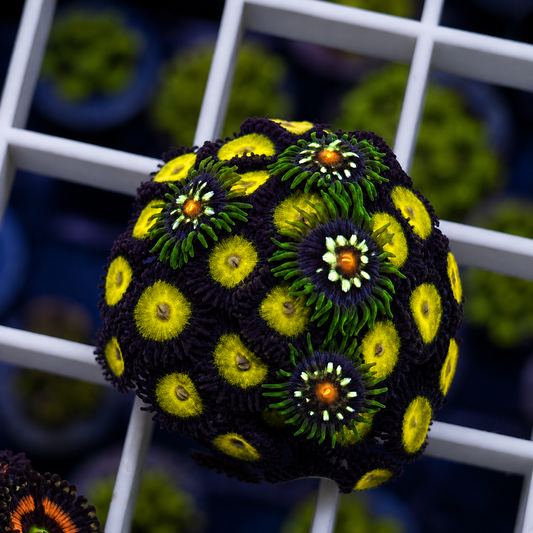 Zoa Mix - WYSIWYG