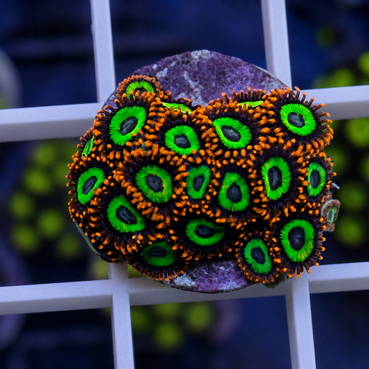 Emerald on Fire Zoas - WYSIWYG