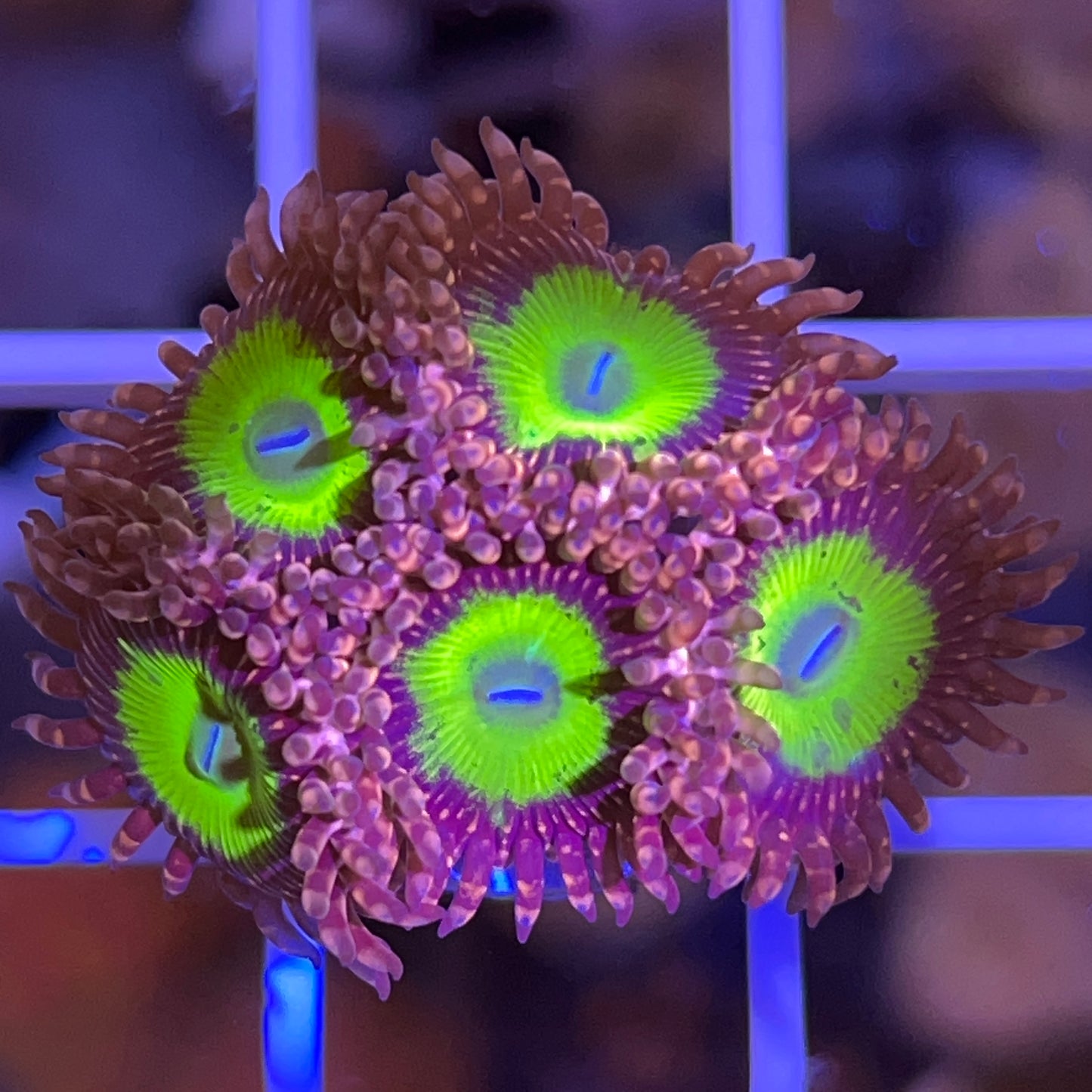 LCH Chucky’s X (5 Polyps)