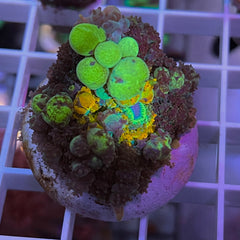 Powerball Bounce Mushroom (see description)