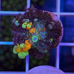 Powerball Bounce Mushroom (see description)
