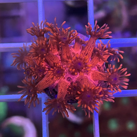 Classic Red Gonipora