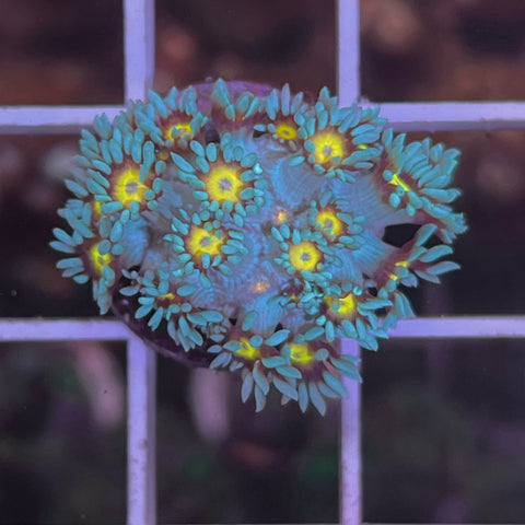 LCH Blue Squirt Goni