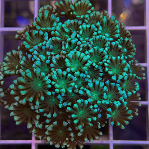 Aussie Alveopora Coral - b