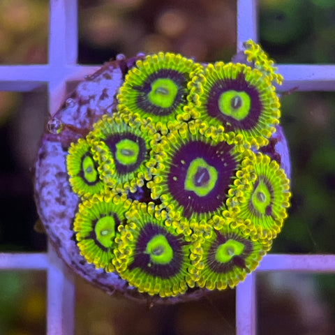 Rainbow Yoda (9 polyps)
