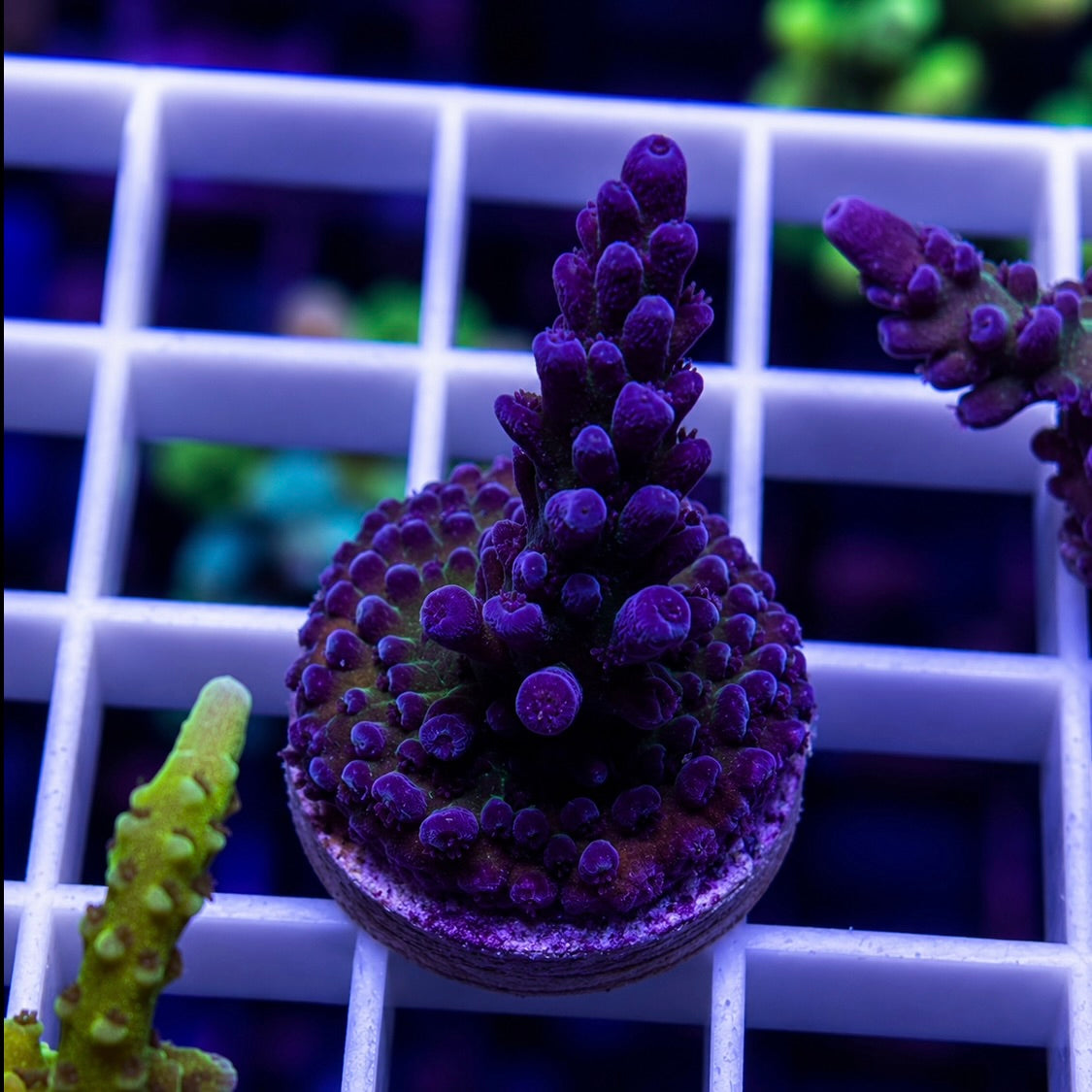 Cali Tort - Q1 (LCH Favorite)