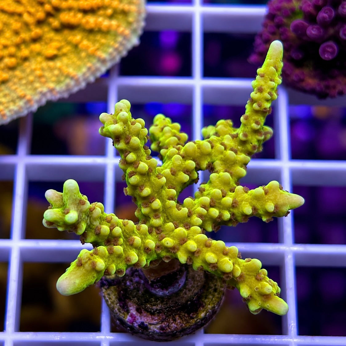 RRC Golden Rod Acro - Q2