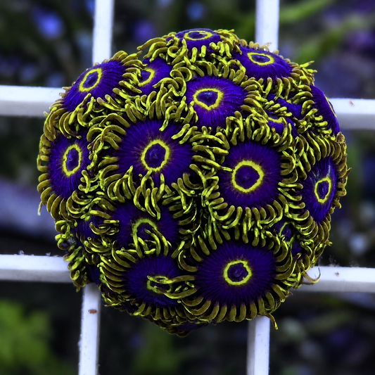 Purple Hornets Zoas