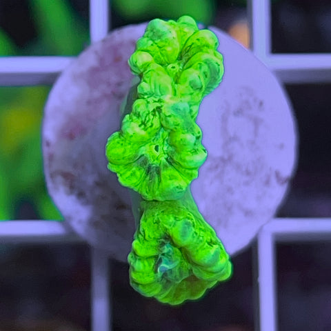 Radioactive Trumpet Coral -c