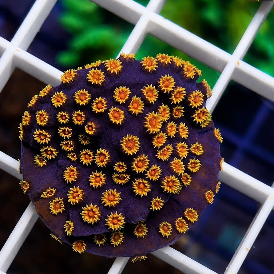 Bizzaro Cyphastrea - Q