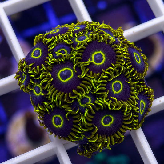 Purple Hornets Zoas